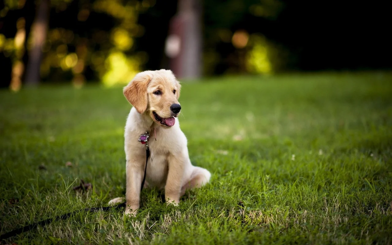 Luxury Homes Dog